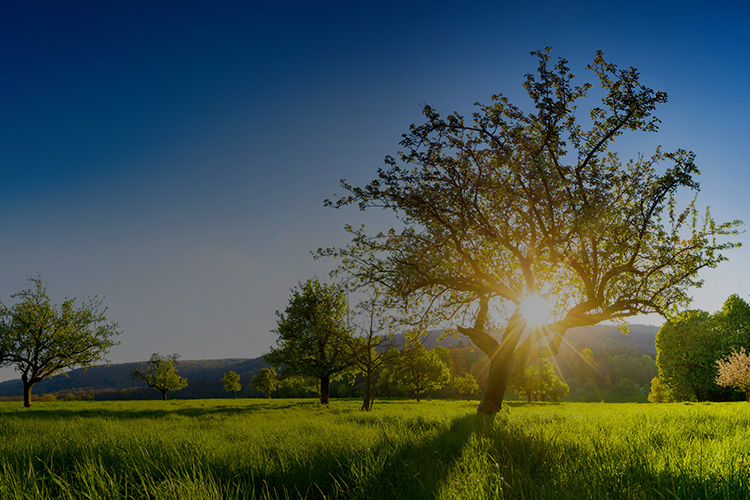 grüne Wiese in Abendlicht