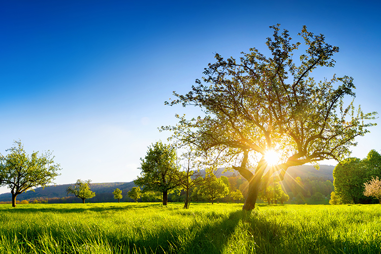 Grüne Wiese mit Bäumen und Sonnenstrahlen die durch die Äste eines Baumes strahlen